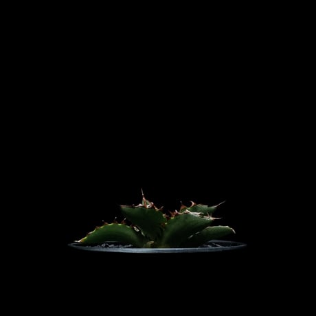 アガベ チタノタ 萬代厳竜 / Agave lophantha × titanota #1