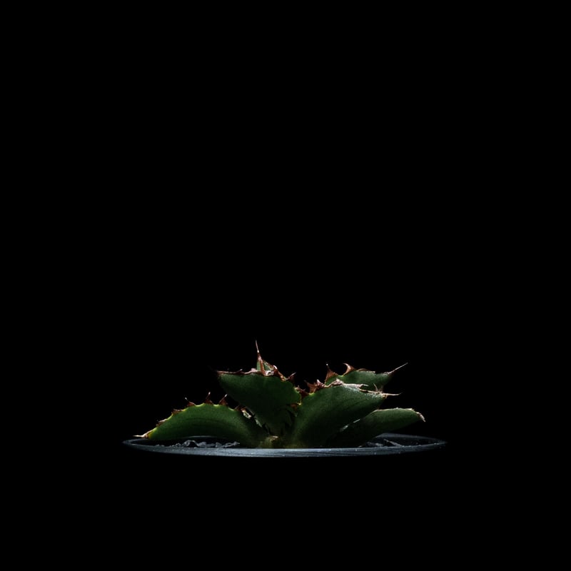 アガベ チタノタ 萬代厳竜 / Agave lophantha × titanota #1 |