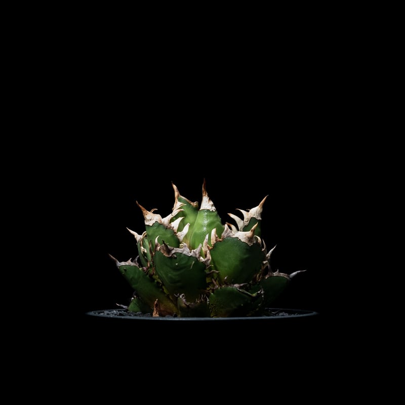 アガベ チタノタ レッド・キャットウィーズル / Agave titanota アガベ チタノタ レッド・キャットウィーズル / Agave titanota