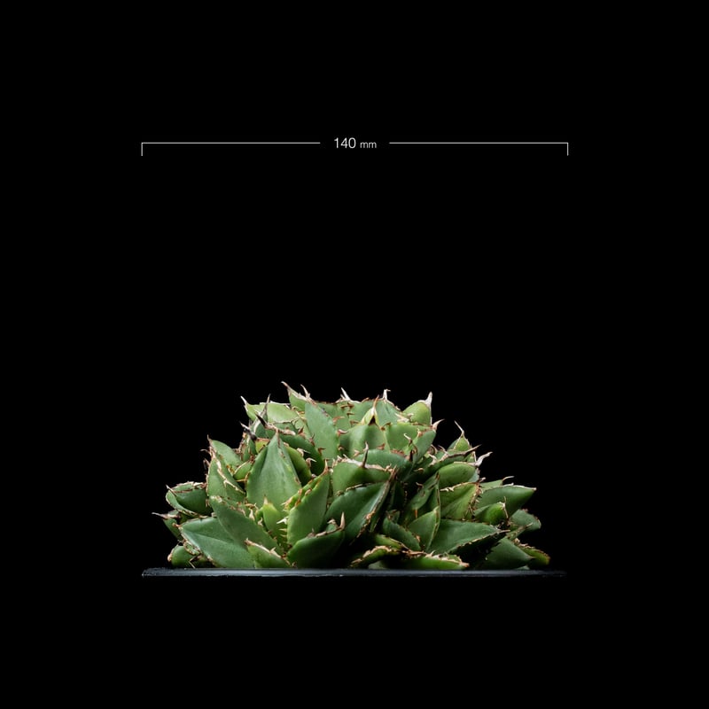 鉢付き　アガべチタノタ　フィリグリーデビル　US株Agave titanota アガベ チタノタ フィリグリーデビル (綴化拇指) / Agave titanota 'Fil