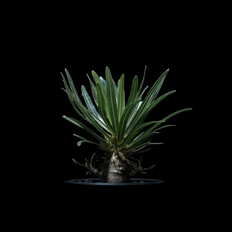 パキポディウム グラキリス / Pachypodium rosulatum var. gracilius #40