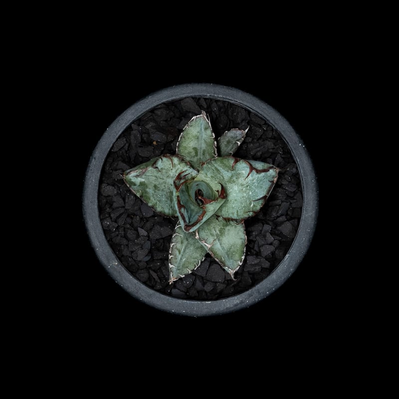 チタノタ　ブラックアンドブルー　ボール型　超美株　タグ付き アガベ・チタノタ ブラックアンドブルー/BB(ボールタイプ)中-005