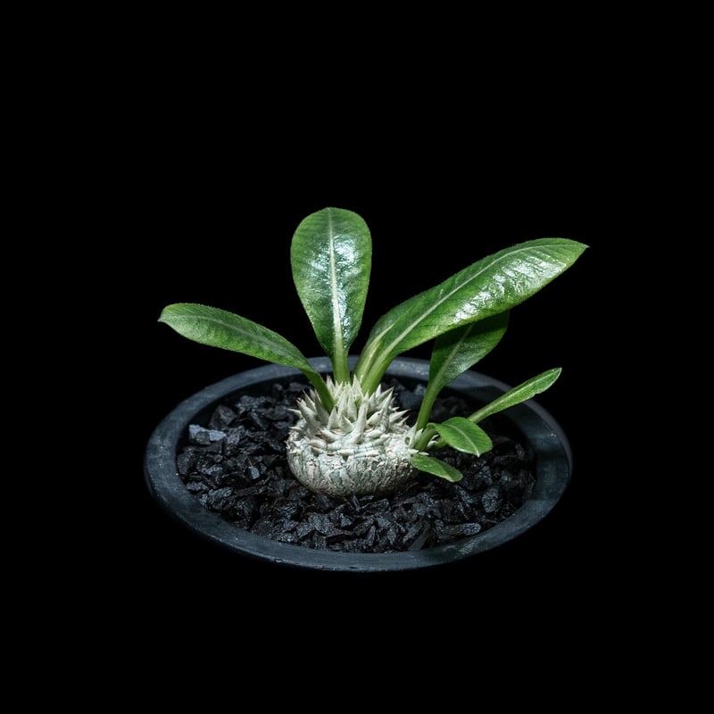 Pachypodium brevicaule パキポディウム・ブレビカウレ Pachypodium brevicaule【パキポディウム・ブレビカウレ・実生