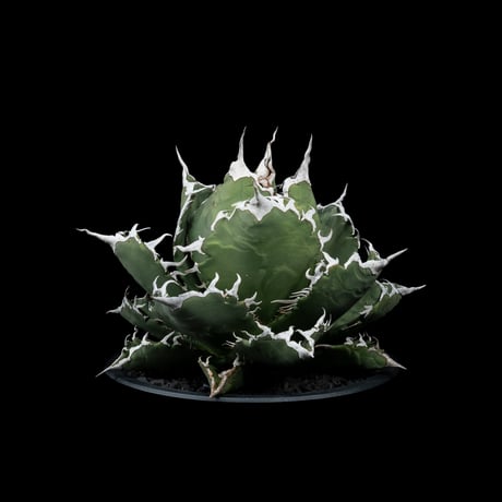 アガベ・チタノタ 夕映厳竜 / Agave titanota ‘Solar Eclipse’ #12
