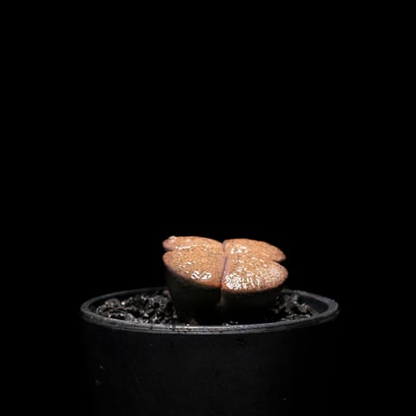 リトープス 紫褐紫勲玉 / Lithops lesliei var.rubrobrunnea