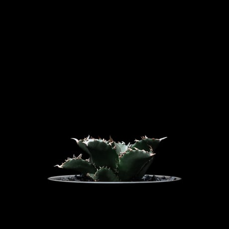 アガベ・チタノタ 夕映厳竜 / Agave titanota ‘Solar Eclipse’ #4