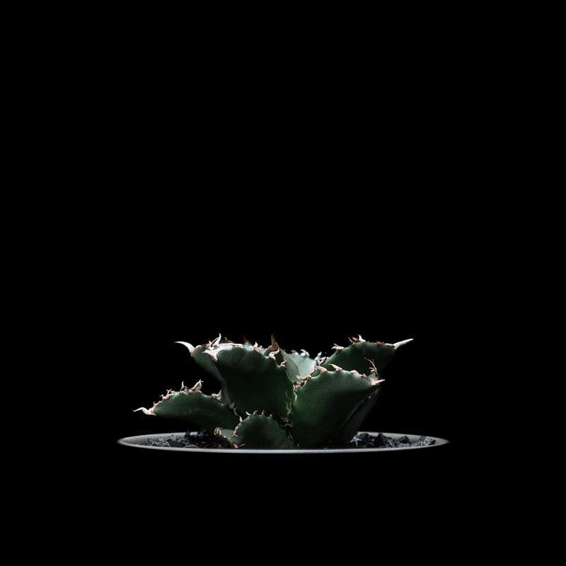 専用 チタノタ「イラン陽炎」「地獄猫」 専用 チタノタ「イラン陽炎」「地獄猫」 2025年最新】地獄猫