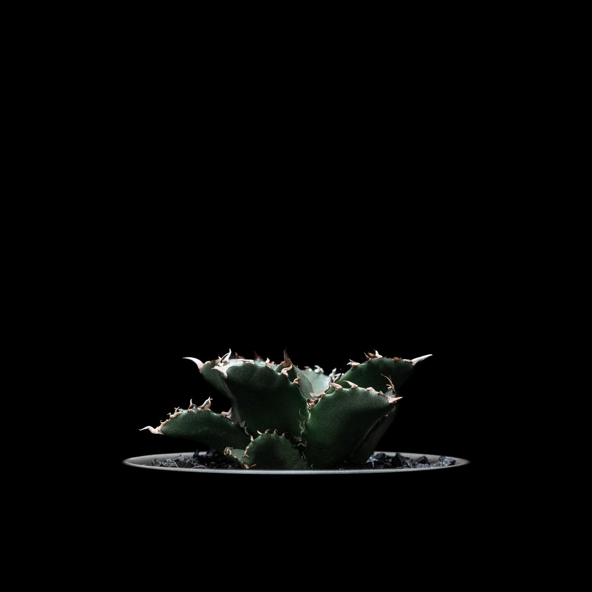 アガベ・チタノタ 夕映厳竜 / Agave titanota 'Solar Eclipse'