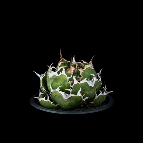 アガベ チタノタ 白鯨 / Agave titanota ‘White Whale’ #38