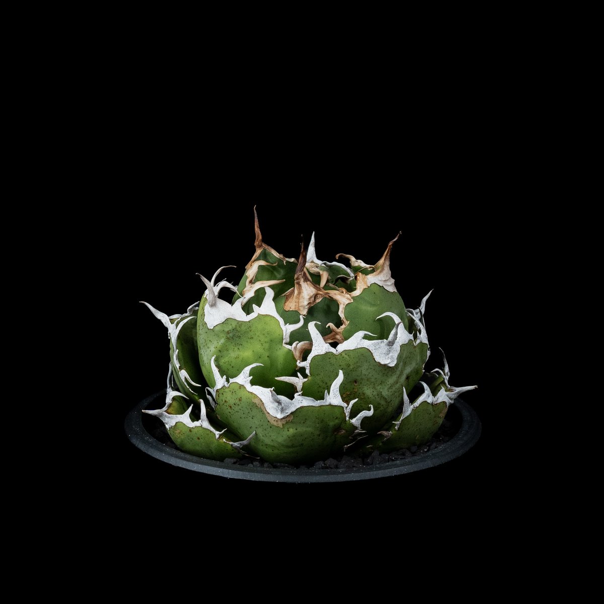 アガベ チタノタ 白鯨 / Agave titanota 