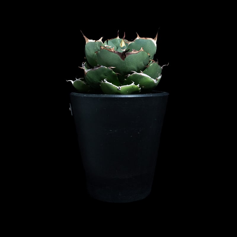 【高騰品種】1 白鯨錦 × ジャガーノート hyb アガベ チタノタ 高騰品種】1 白鯨錦 × ジャガーノート hyb アガベ チタノタ