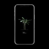 【スマホ壁紙】パキポディウム 伊藤ハイブリッド