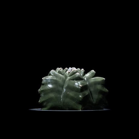 アストロフィツム 亀甲碧瑠璃鸞鳳玉 / Astrophytum myriostigma var. nudum #2