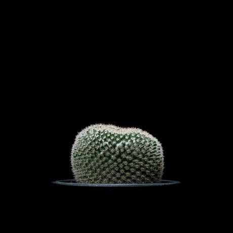 マミラリア 大福丸 / Mammillaria perbella #1