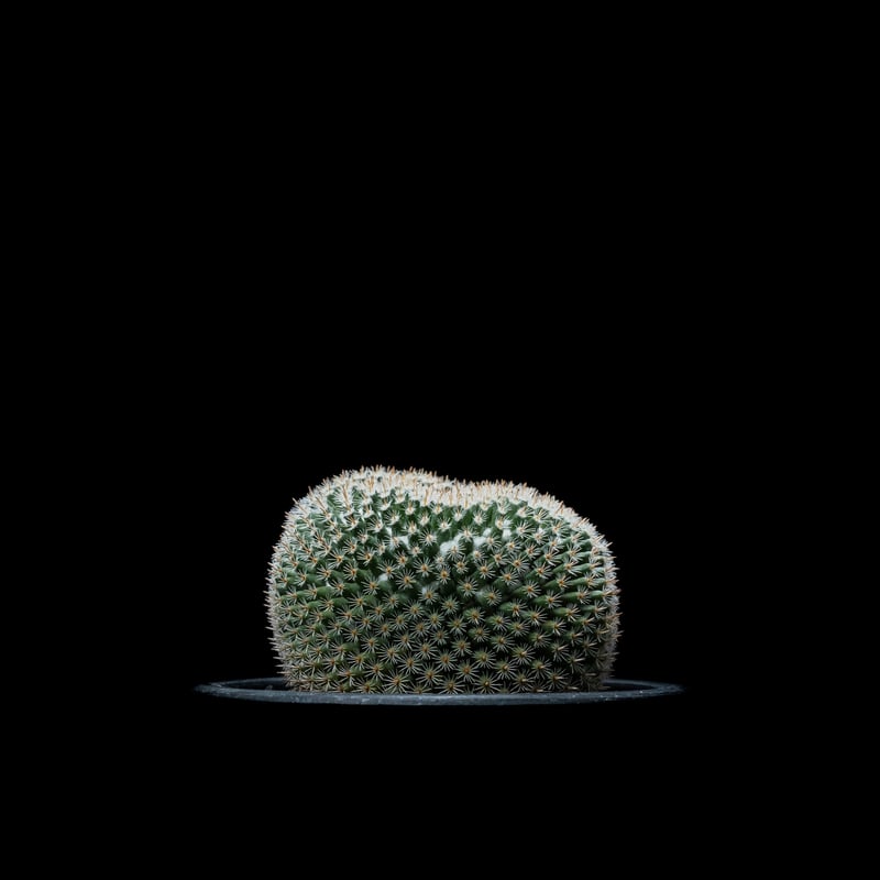 マミラリア 大福丸 / Mammillaria perbella #1 | Ducks ( p