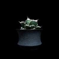 アガベ チタノタ ナンバーワン錦 / Agave titanota 'No.1 Nishiki