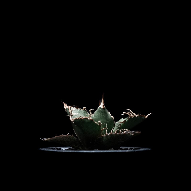 アガベ チタノタ シーザー / Agave titanota ‘Caesar’ Agave Titanota 'Caesar' - アガベ チタノタ “シーザー” - 凱撒
