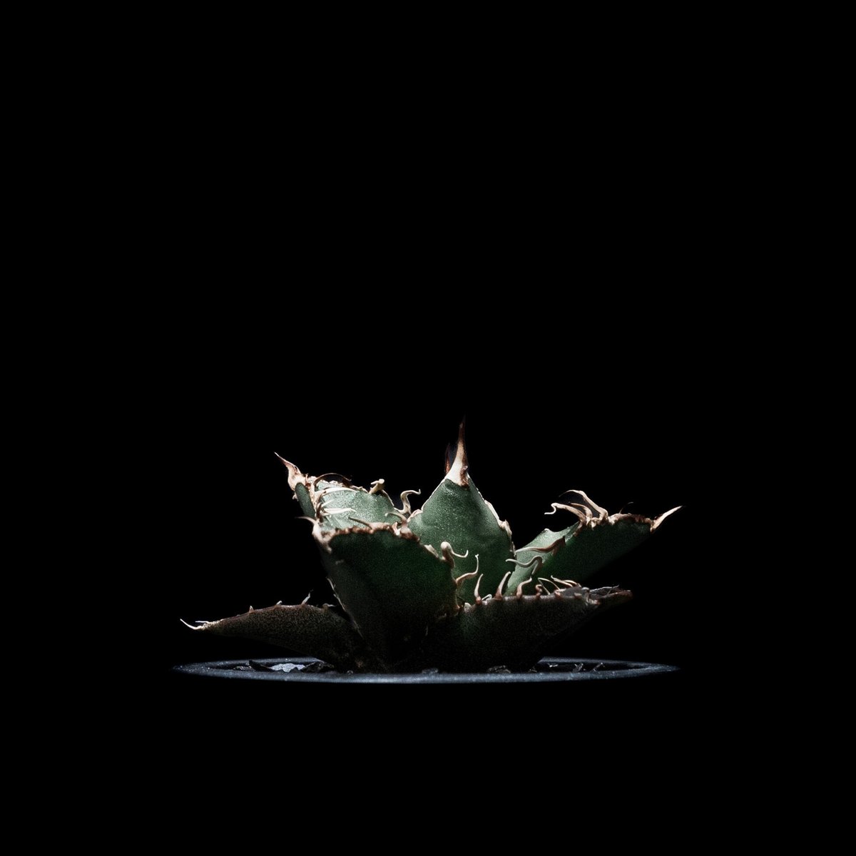 アガベ チタノタ シーザー / Agave titanota 'Caesar' #7 | Du