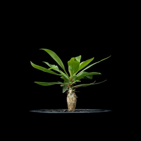 フォークイエリア プルプシー / Fouquieria purpusii #1