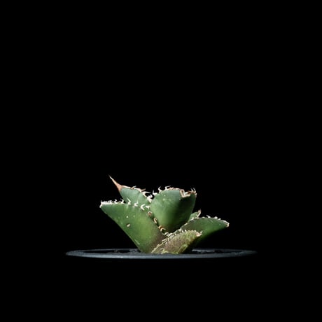 アガベ チタノタ 鯊魚劍 / Agave titanota ‘Shark Sword’ #3