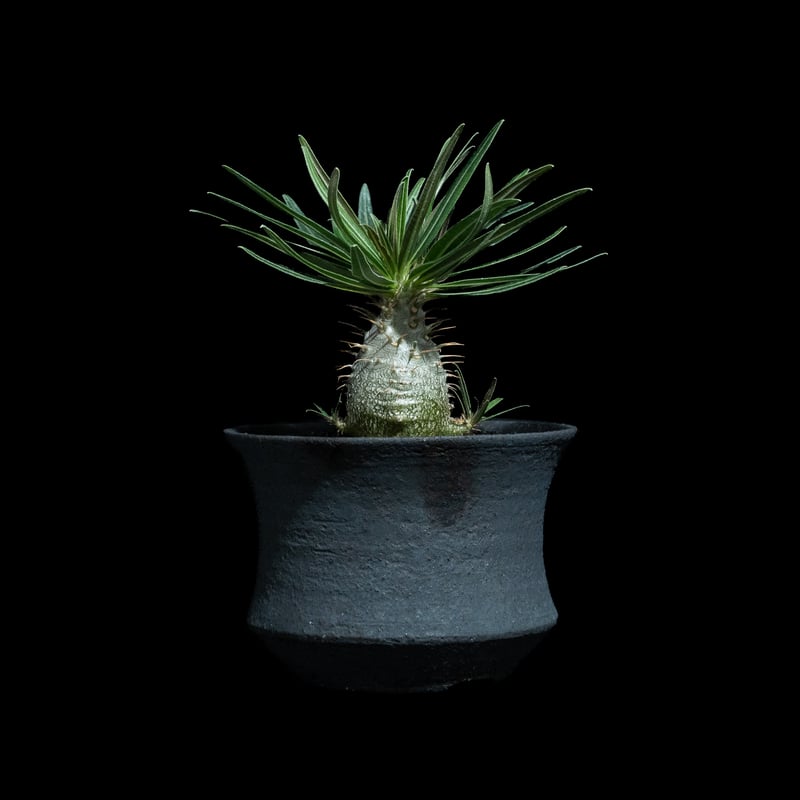 パキポディウム グラキリス / Pachypodium rosulatum var. grac