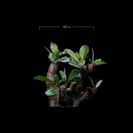 パキポディウム エニグマティクム / Pachypodium enigmaticum #1