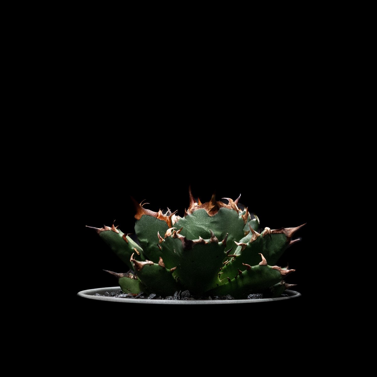 アガベ チタノタ 姫厳竜 / Agave titanota 'Dwarf' | Ducks ( アガベ チタノタ 姫厳竜 / Agave titanota 'Dwarf' | Ducks (