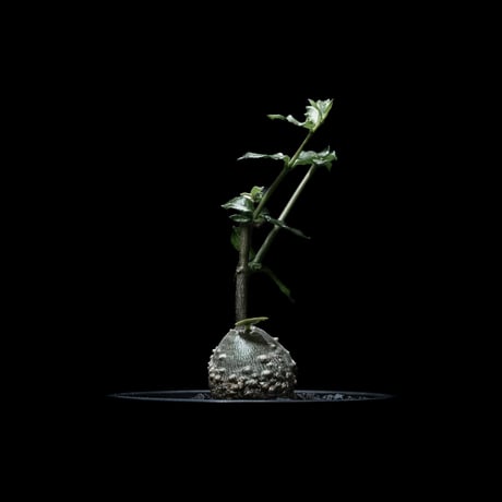 フォッケア エデュリス / Fockea edulis #1