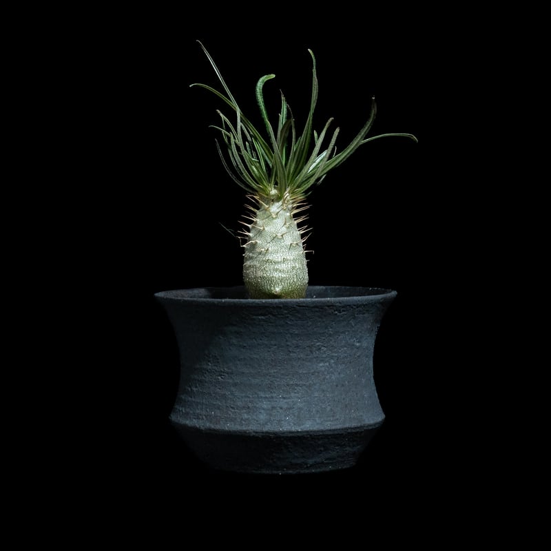 パキポディウム グラキリス / Pachypodium rosulatum var. grac