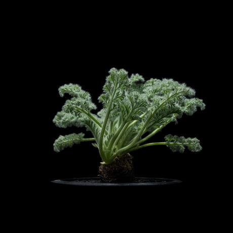 ペラルゴニウム アッペンディクラツム / Pelargonium appendiculatum #7