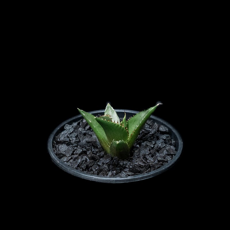 アガベ チタノタ ハデス / Agave titanota 'Hades' #3 | D