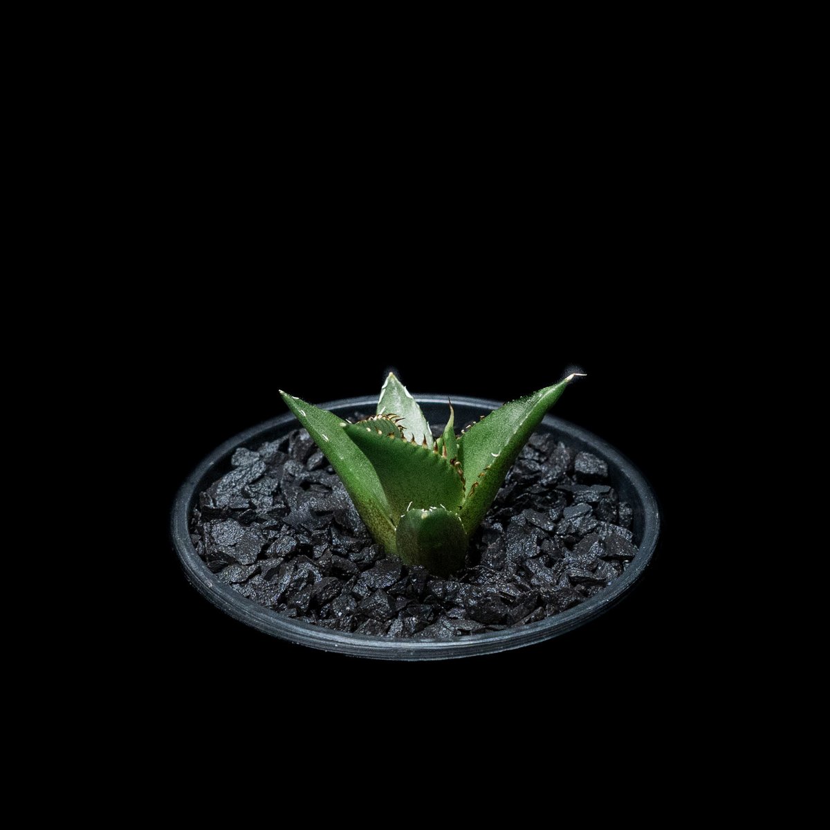 アガベ チタノタ ハデス / Agave titanota 'Hades' #3 | D