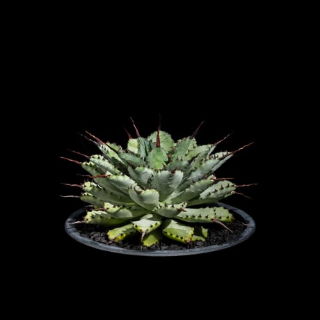 アガベ 八荒雷神 / Agave potatorum × macroacantha #1