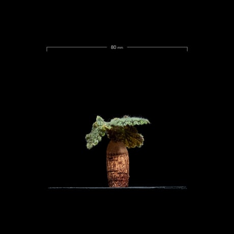 ペラルゴニウム バークリー / Pelargonium barklyi #3