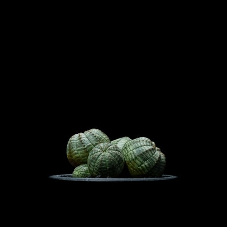 ユーフォルビア オベサ [多頭タイプ] / Euphorbia obesa f.caespitosa #18