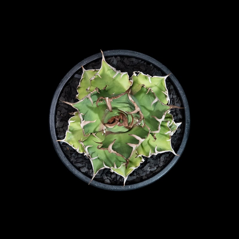 Agave titanota ‘Caesar’ シーザー アガベ チタノタ シーザー / Agave titanota 'Caesar' #50 | D