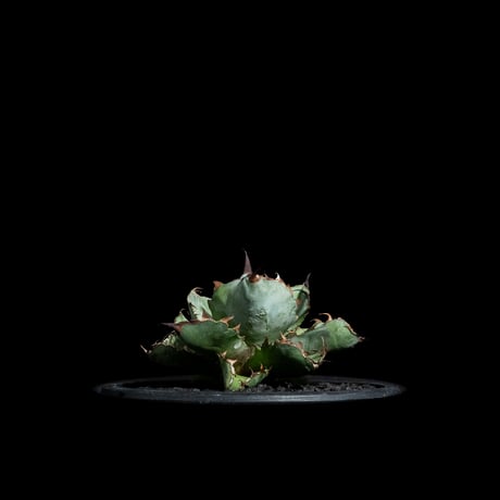 アガベ チタノタ ブラック&ブルー / Agave titanota ‘Black & Blue’ #19