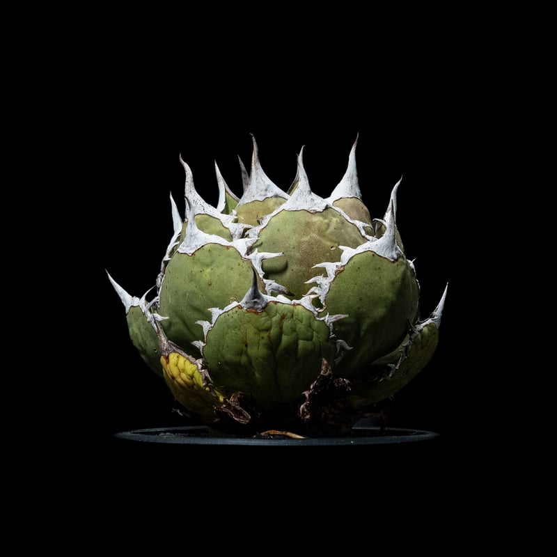 アガベ チタノタ 鯊魚劍 / Agave titanota 'Shark Sword' #1