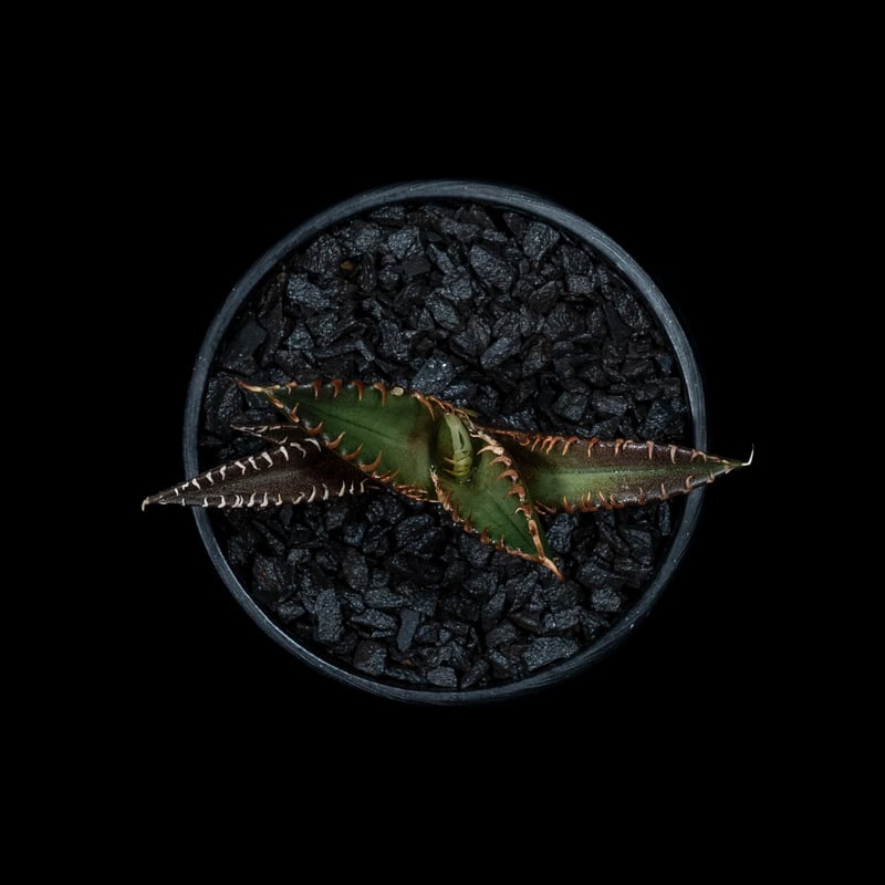 アガベ チタノタ レッド・キャットウィーズル / Agave titanota 'Red Ca