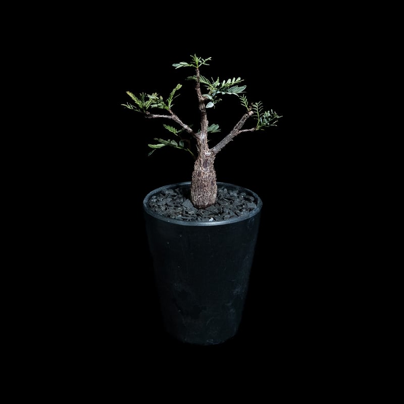 センナ メリディオナリス / Senna meridionalis #8 | Ducks (