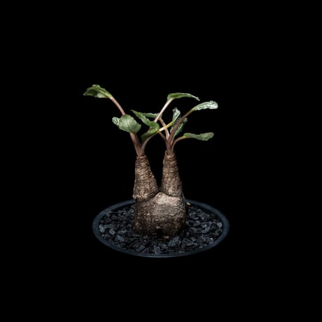 ユーフォルビア ノーザンマダガスカル / Euphorbia sp. nov northernmadagascar #2