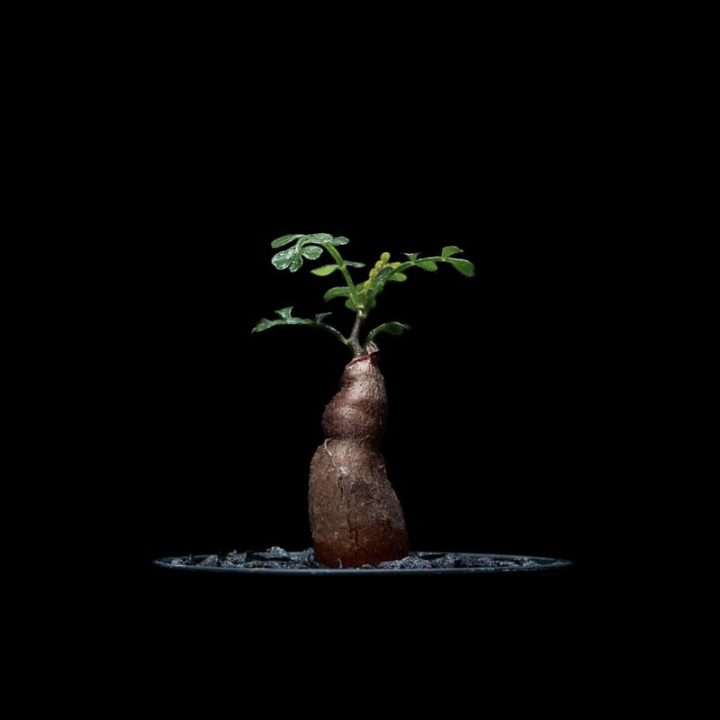 オペルクリカリア パキプス / Operculicarya pachypus #13 | D