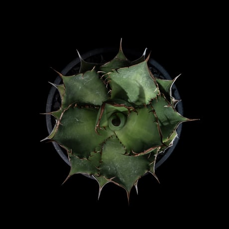 アガベ チタノタ 熊猫 / Agave titanota ‘Panda’ #1