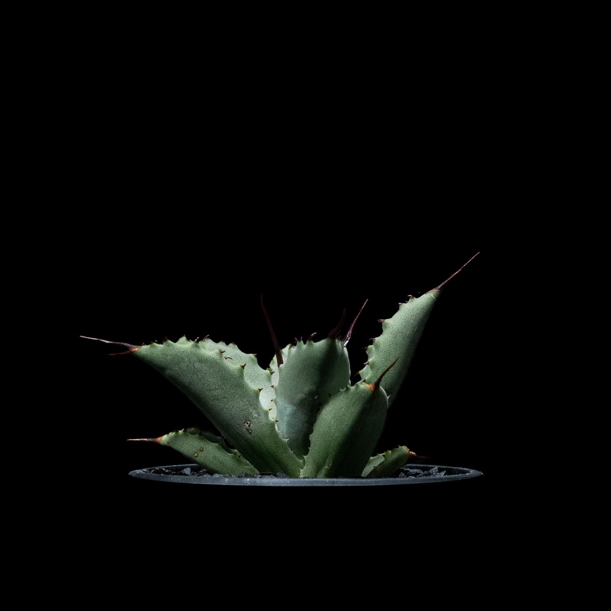 アガベ 八荒雷神 / Agave potatorum × macroacantha #4 | アガベ 八荒雷神 / Agave potatorum × macroacantha #4 |