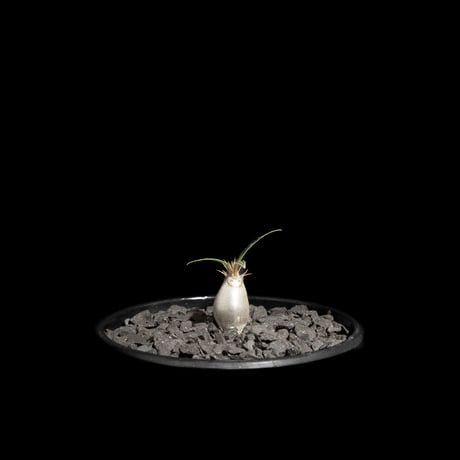 パキポディウム グラキリス / Pachypodium rosulatum var. gracilius #62