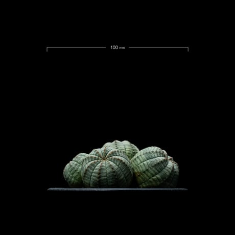 ユーフォルビア オベサ [多頭タイプ] / Euphorbia obesa f.caespitosa #18