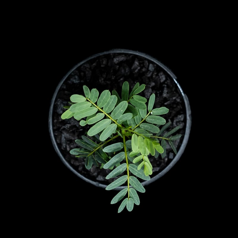 センナ メリディオナリス / Senna meridionalis #13 | Ducks (