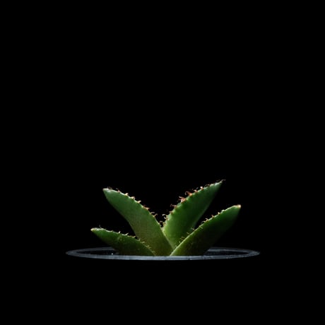 アガベ チタノタ 螃蟹 / Agave titanota ‘Crab’ #2