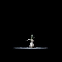 パキポディウム グラキリス / Pachypodium rosulatum var. gracilius #13