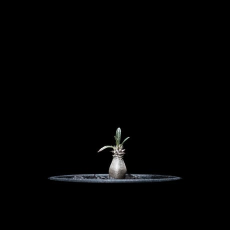 パキポディウム グラキリス / Pachypodium rosulatum var. gracilius #13
